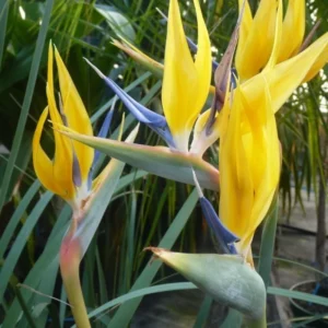 Yellow Bird of Paradise Plant Live, Flower Bush 9-12 Inches, Tropical Bloom