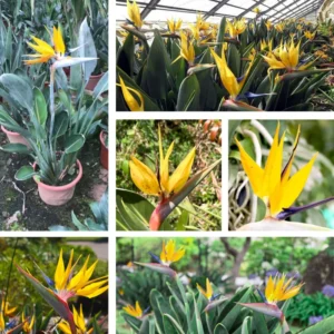 Yellow Bird of Paradise Plant Live, Flower Bush 9-12 Inches, Tropical Bloom