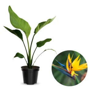 Yellow Bird of Paradise Plant Live - Tropical Outdoor Plant - 8-12 Inches