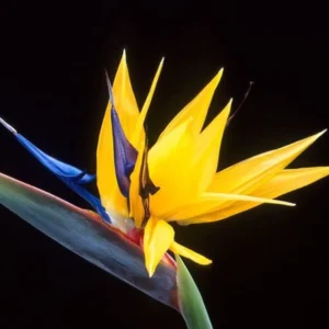 Yellow Bird of Paradise Plant Live - Tropical Outdoor Plant - 8-12 Inches