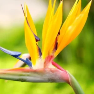 Yellow Bird of Paradise Plant Live - Tropical Outdoor Plant - 8-12 Inches