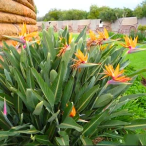 Yellow Bird of Paradise Plant Live - Tropical Outdoor Plant - 8-12 Inches