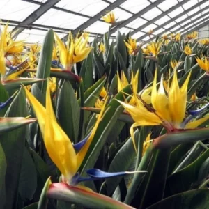 Yellow Bird of Paradise Plant Live - Tropical Outdoor Plant - 8-12 Inches