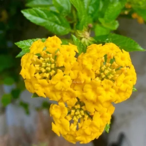 Yellow Lantana Live Plants - Trailing Outdoor/Indoor - 5-7 Inch Flowering Plant