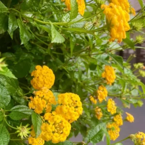 Yellow Lantana Live Plants - Trailing Outdoor/Indoor - 5-7 Inch Flowering Plant