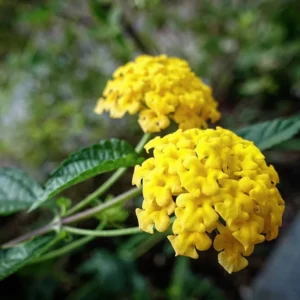 Yellow Lantana Live Plants - Trailing Outdoor/Indoor - 5-7 Inch Flowering Plant