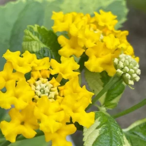Yellow Lantana Live Plants - Trailing Outdoor/Indoor - 5-7 Inch Flowering Plant