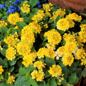Yellow Lantana Plant 4 to 8 Inch Tall Blooming Flower