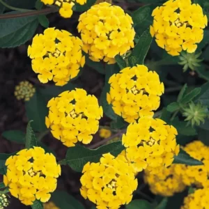 Yellow Lantana Plant 4 to 8 Inch Tall Blooming Flower