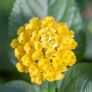 Yellow Lantana Plant 4 to 8 Inch Tall Blooming Flower