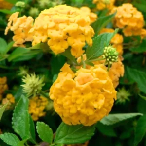 Yellow Lantana Plant 4 to 8 Inch Tall Blooming Flower