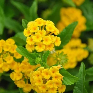 Yellow Lantana Plant 4 to 8 Inch Tall Blooming Flower