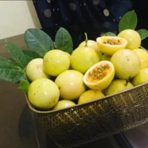 Yellow Passion Fruit Vine Plant - 5 to 8 Inch Tall - Tropical Fruit Vine