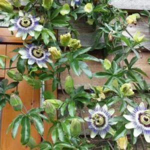 Yellow Passion Fruit Vine Plant - 5 to 8 Inch Tall - Tropical Fruit Vine