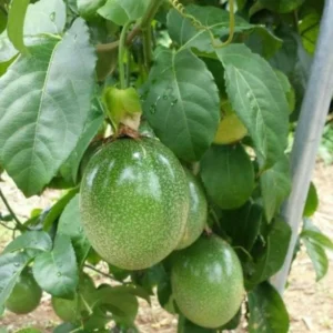 Yellow Passion Fruit Vine Plant - 5 to 8 Inch Tall - Tropical Fruit Vine