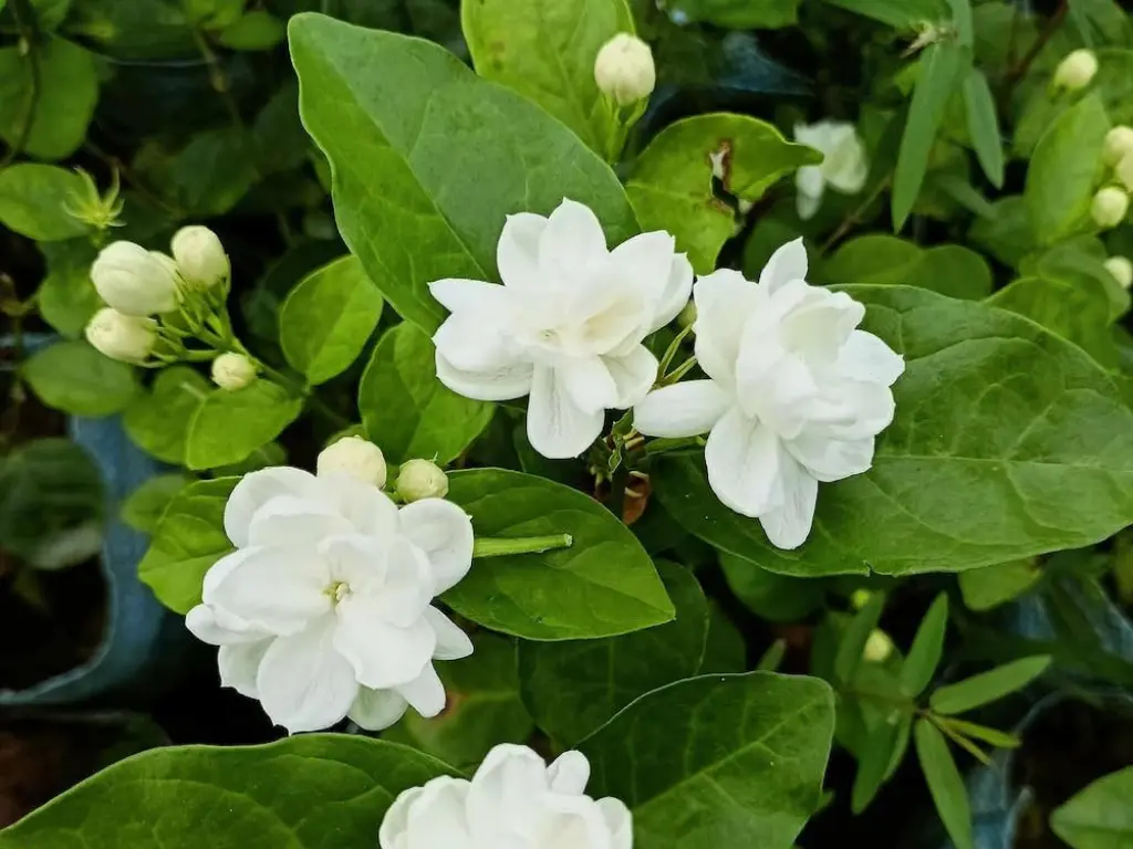 beautiful jasmine flowers