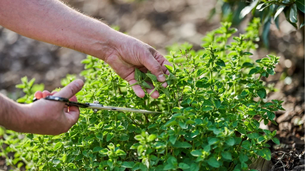 harvesting oregano