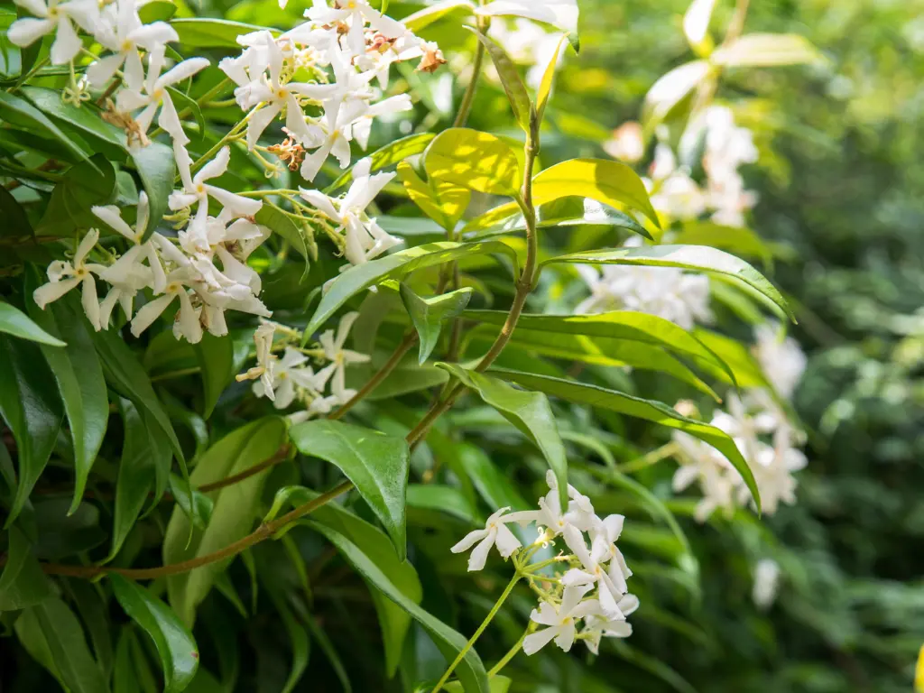 jasmine flowers