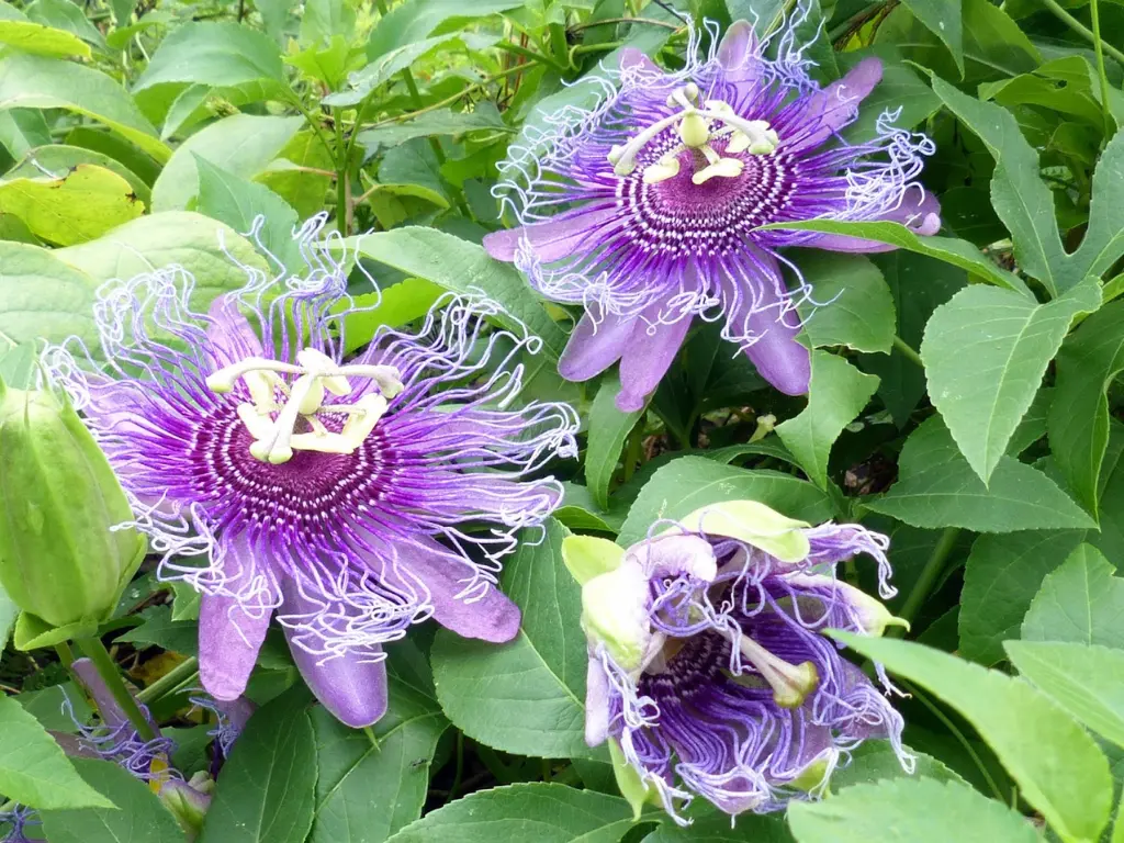 Even in the wild, native passion flower vines like maypop play a vital role in supporting pollinators.