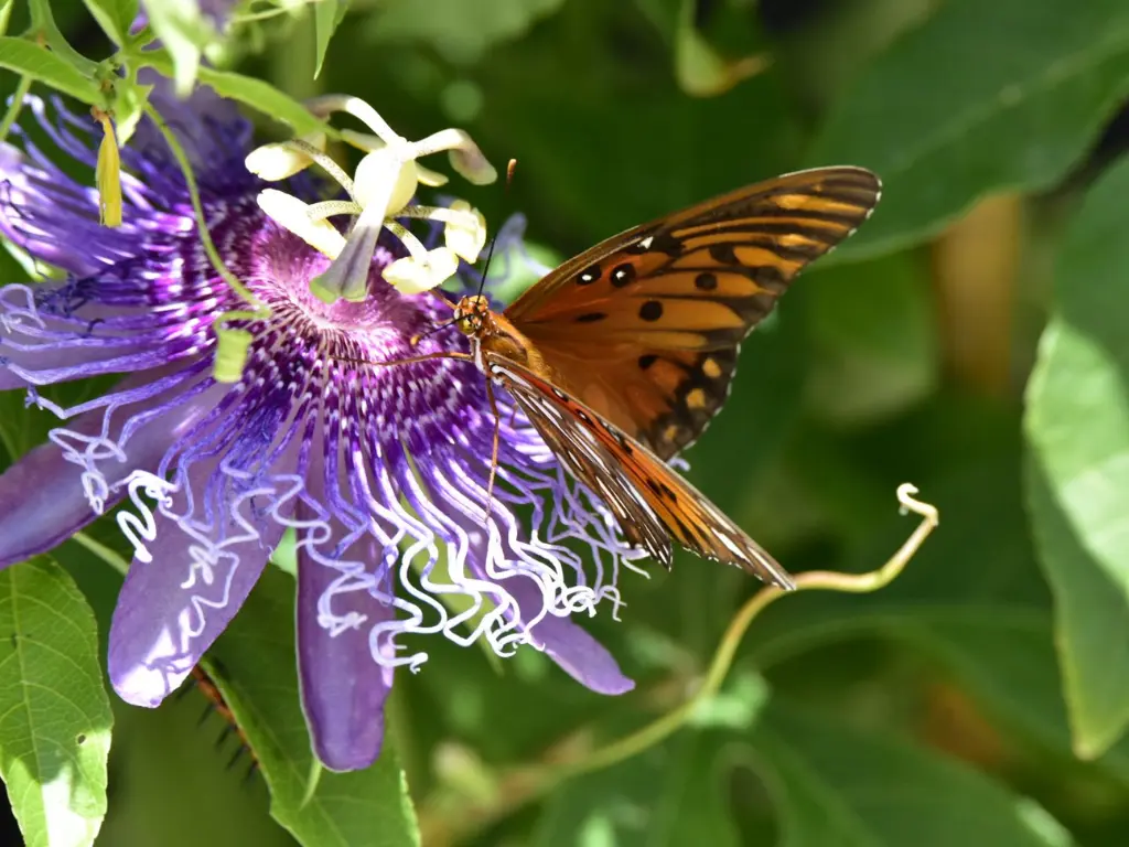 passion flower vines and butterfly