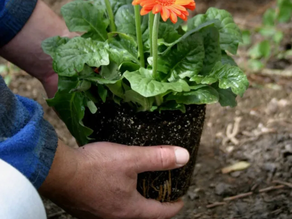 planting Gerbera Daisy plants