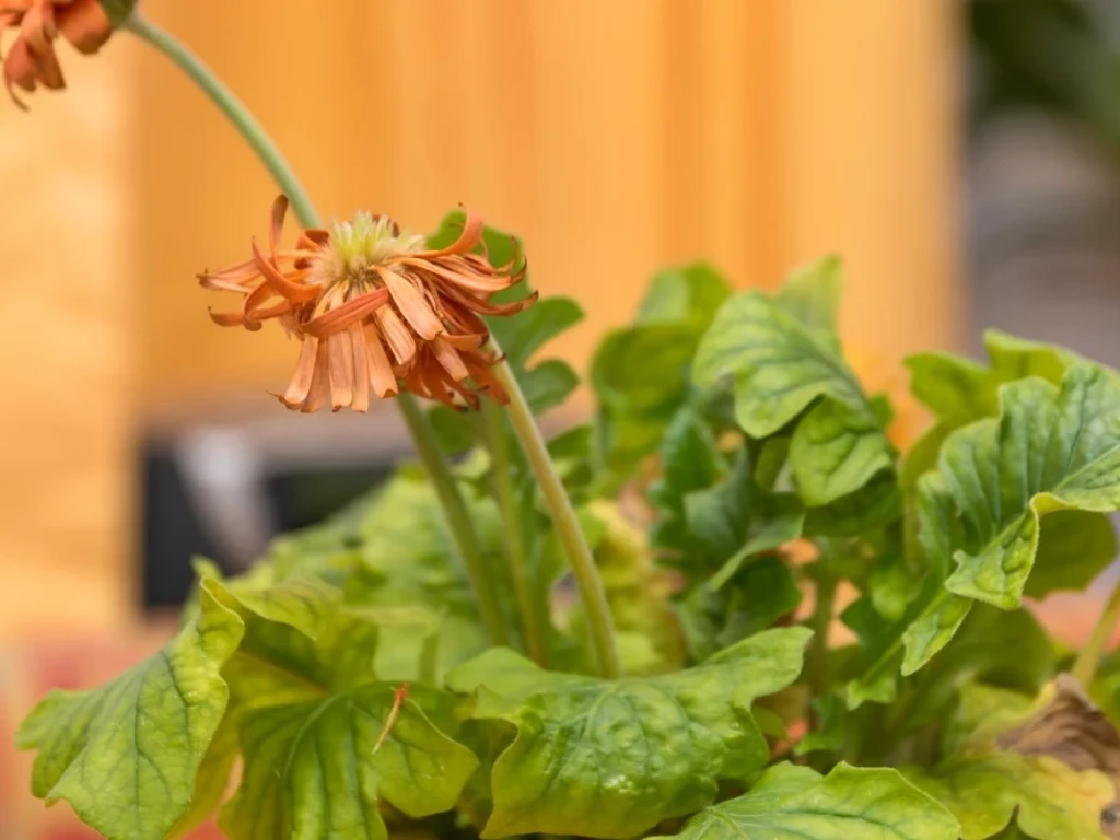 Deadheading Gerbera Daisies encourages new blooms and keeps the plant tidy.