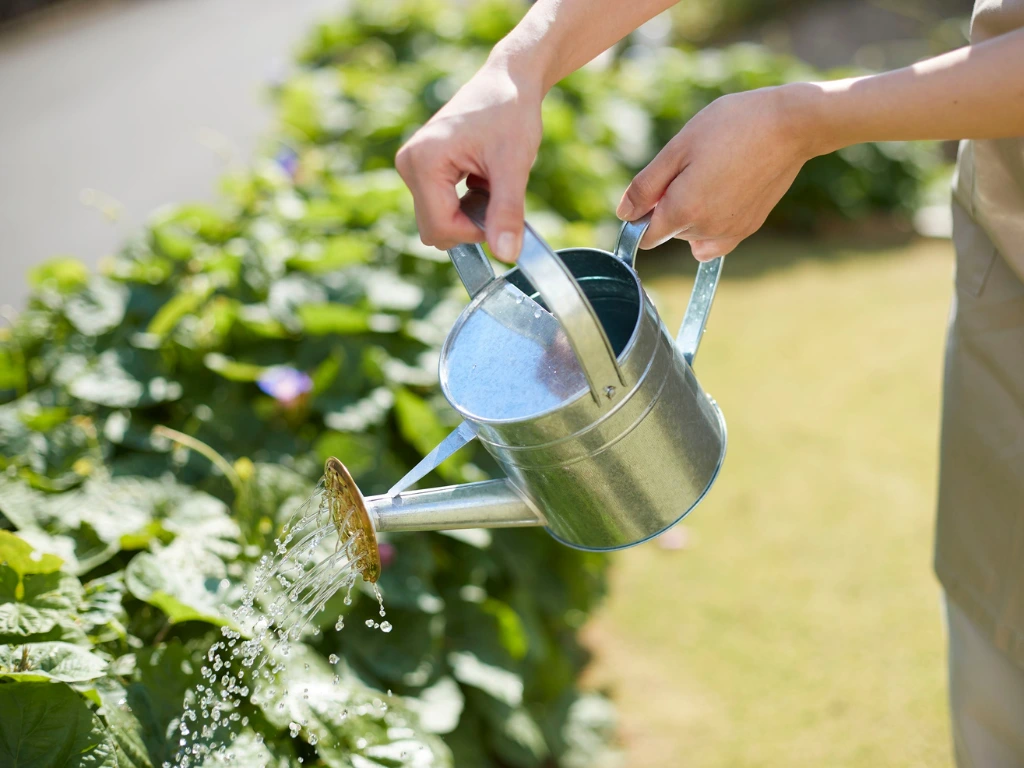 watering Gerbera Daisy plants