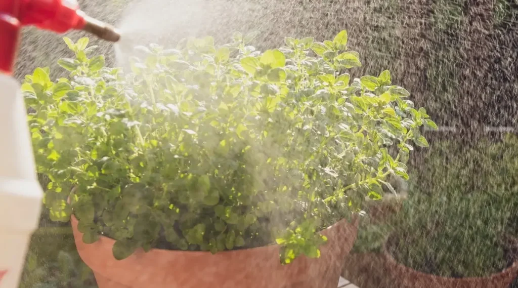 watering-oregano