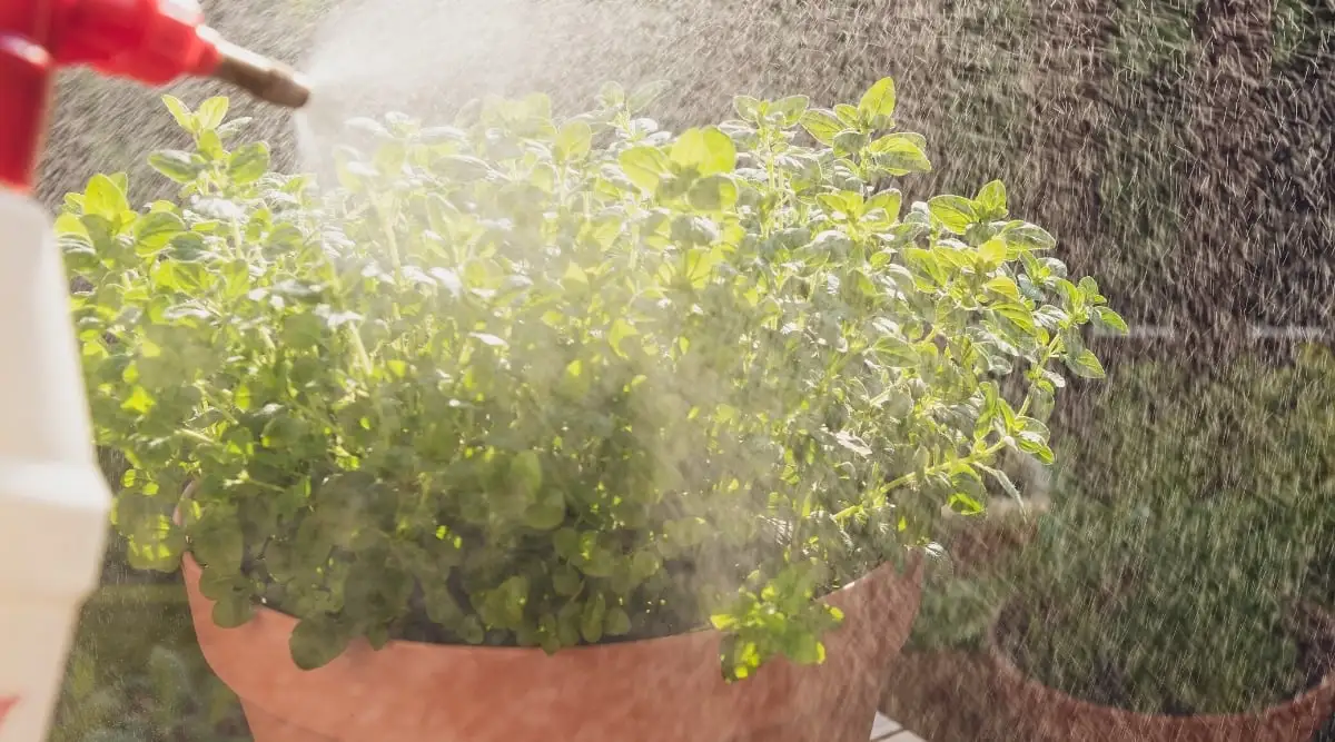 watering-oregano
