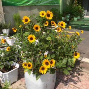 Mexican Sunflower Plant - 10-14 inch Tall - Orange Blooms - 4-inch Pot