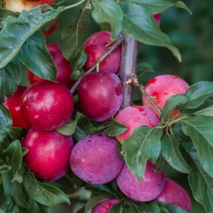 American Plum Tree Live Plant - Hardy Fruit Tree - 6-10 Inch Tall