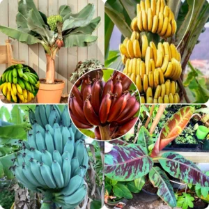Banana Plant Live Potted 4-6 Inch Cold Hardy Fruit Tree