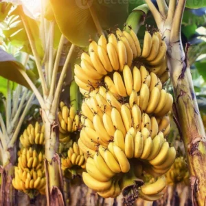 Banana Plant Live Potted 4-6 Inch Cold Hardy Fruit Tree