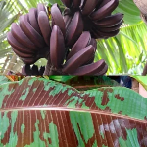 Banana Plant Live Potted 4-6 Inch Cold Hardy Fruit Tree