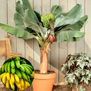 Banana Plant Live Potted 4-6 Inch Cold Hardy Fruit Tree