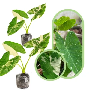 Bicolor Colocasia Plants