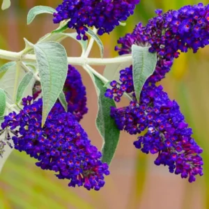 Black Butterfly Bush Buddleia Plants