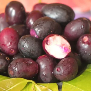 Black Jambu Plum Tree Live Plant - Half Gallon Pot - Sweet Tropical Fruit