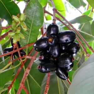 Black Jambu Plum Tree Live Plant - Half Gallon Pot - Sweet Tropical Fruit