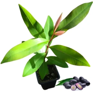 Black Jambu Plum Tree Live Plant - Half Gallon Pot - Sweet Tropical Fruit