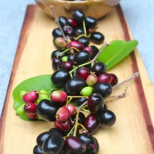 Black Jambu Plum Tree Live Plant - Half Gallon Pot - Sweet Tropical Fruit
