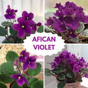 Blooming Indoor Plant - African Violet Live Plant 4-inch Pot Vibrant Flowers
