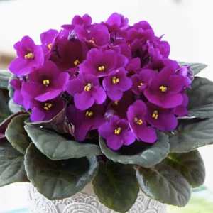 Blooming Indoor Plant - African Violet Live Plant 4-inch Pot Vibrant Flowers