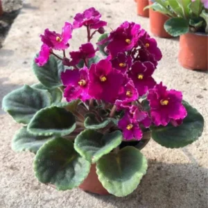 Blooming Indoor Plant - African Violet Live Plant 4-inch Pot Vibrant Flowers