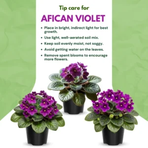 Blooming Indoor Plant - African Violet Live Plant 4-inch Pot Vibrant Flowers