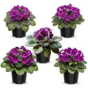 Blooming Indoor Plant - African Violet Live Plant 4-inch Pot Vibrant Flowers