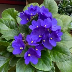 Blooming Plant 4 Inch Pot Indoor Flowering