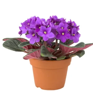 Blooming Plant 4 Inch Pot Indoor Flowering