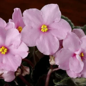 Blooming Plant 4 Inch Pot Indoor Flowering