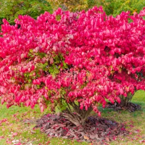 Burning Bush Shrub Live Plant 2.5 Inch Pot - Landscaping Borders Planting